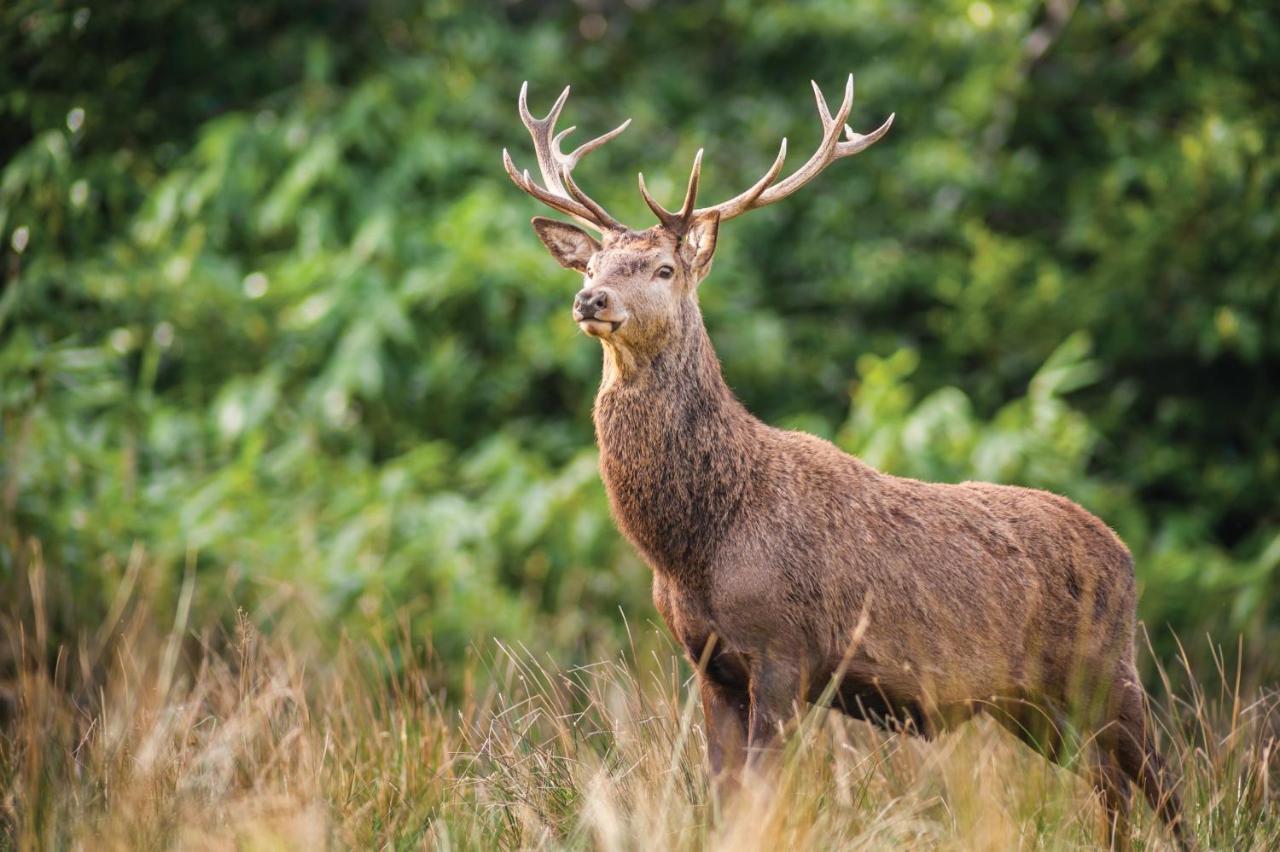 Castlerosse Park Resort Killarney Dış mekan fotoğraf